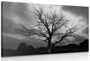 Картина на платно – Черно-бяло дърво на ливадата