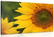 Картина на платно – Жълт слънчоглед