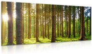 Картина на платно – Утро в гората