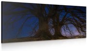 Картина на платно – Дървета в нощната земя