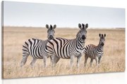 Картина на платно – Три зебри в саваната