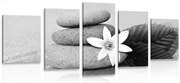 картини от 5 части – Цвят и камъни в пясък в черно-бяло