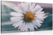 Картина на платно – Прекрасна маргаритка