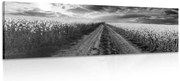 Картина на платно – Залез над полето в Словакия в черно-бял вариант