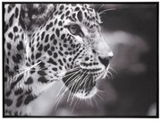 Картина atmosphera Leopard, 58x58 cm