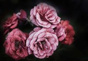 Фототапет с рози на черен фон - 13966