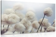 Картина на платно – Арктически цветя от памук