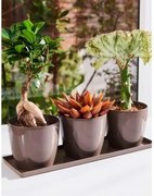 Teraplast - Комплект саксии MADEIRA 35 - капучино