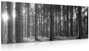 Картина на платно – Утро в гората в черно-бял вариант