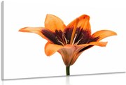 Картина на платно – Оранжева лилия