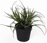 Изкуствено растение Тиландсия в саксия