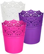 Саксия Дейзи средна