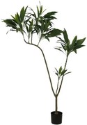 Декоративно растение Thin Iron в саксия 160