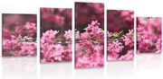 картини от 5 части – Детайлни цветя на череша