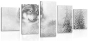 картини от 5 части – Вълк в снежна местност в черно-бяло