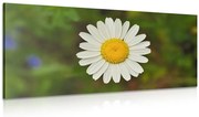 Картина на платно – Цвете на маргаритка