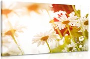 Картина на платно – Магически маргаритки