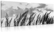 Картина на платно – Трева в черно-бяло
