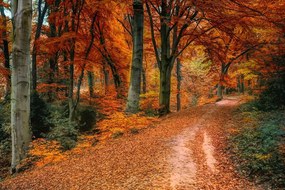 Фототапет – Гора през есента