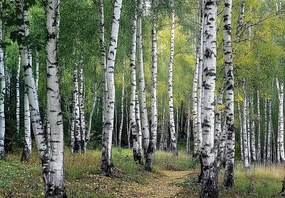 15632 - Брезова гора