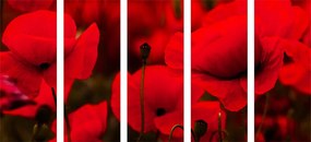 картини от 5 части – Поле с диви макове