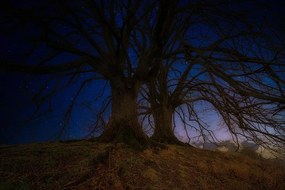 Тапет – Дървета в нощен пейзаж