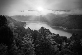 Фототапет – Река в средата на гората в черно-бяло