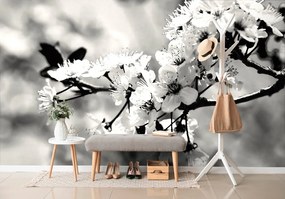 Фототапет – Черно-бял черешов цвят