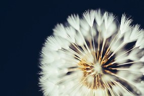 Фототапет – Глухарче на тъмен фон