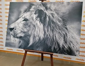 Картина на платно – Африкански лъв в черно-бял вариант
