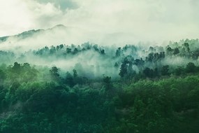 Фототапет - Мъглива гора