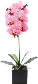 Декоративно цвете Орхидея в саксия-Розова