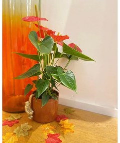 Малка декорация от полирезин Monkey – Sass &amp; Belle