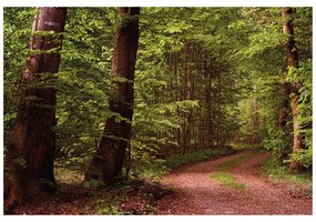 Самозалепващ фототапет – Зелена гора