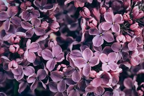 Самозалепващ фототапет – Лилави цветя на люляк