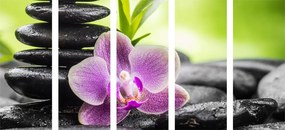 картини от 5 части – Тропическа Зен композиция