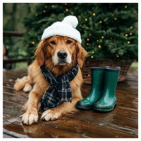 Картина на платно – Куче със зимна шапка