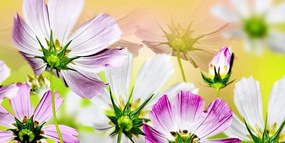 Картина на платно – Градински цветя