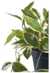 Изкуствено растение (височина 33 cm) Hoya Carnosa – House Nordic