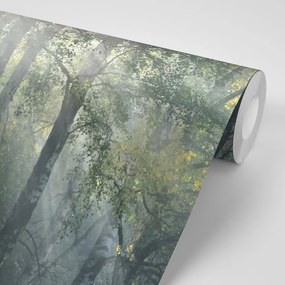 Фототапет – Слънчеви лъчи в мъглива гора