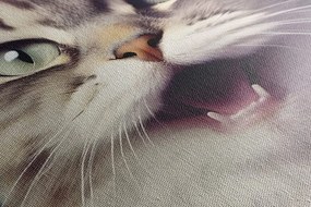 Картина на платно – Котка със слушалки