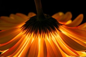 Фототапет – Гербера на тъмен фон