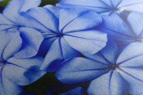 Картина на платно – Диви сини цветя