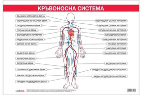 Cubos Ученическо табло ''Кръвоносна система'', 100 x 70 cm