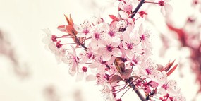 Картина на платно – Розови цветове на череша