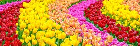 Картина на платно – Пъстроцветни лалета