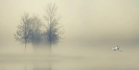 Картина на платно – Дървета в мъгла