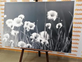 Картина на платно – Памучна трева в черно-бял вариант
