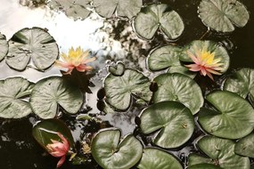 Фототапет – Лотосов цвят в градина