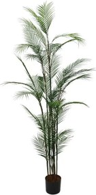 Декоративно растение Majesty Palm в саксия 180